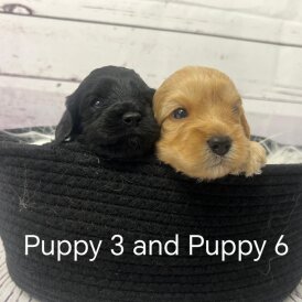 Cavapoo - Both