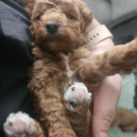 Cavapoo - Both