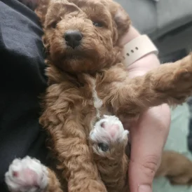 Cavapoo - Both