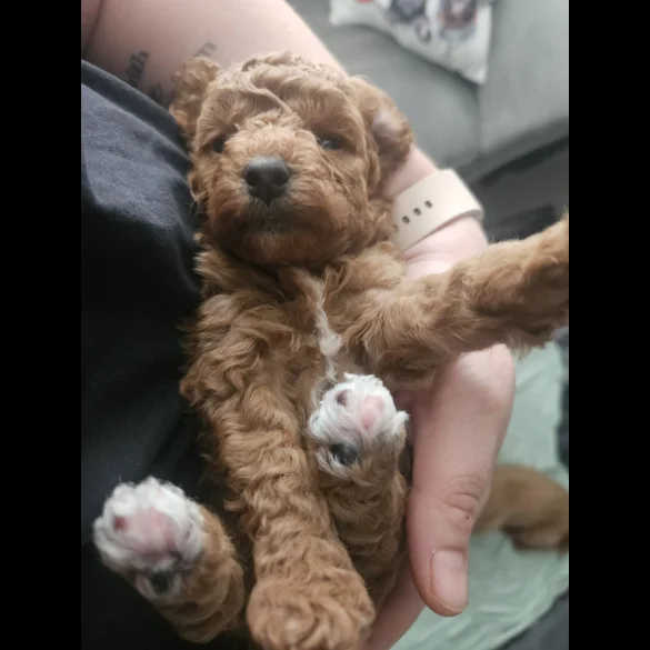 Cavapoo - Both