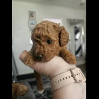 Cavapoo - Both