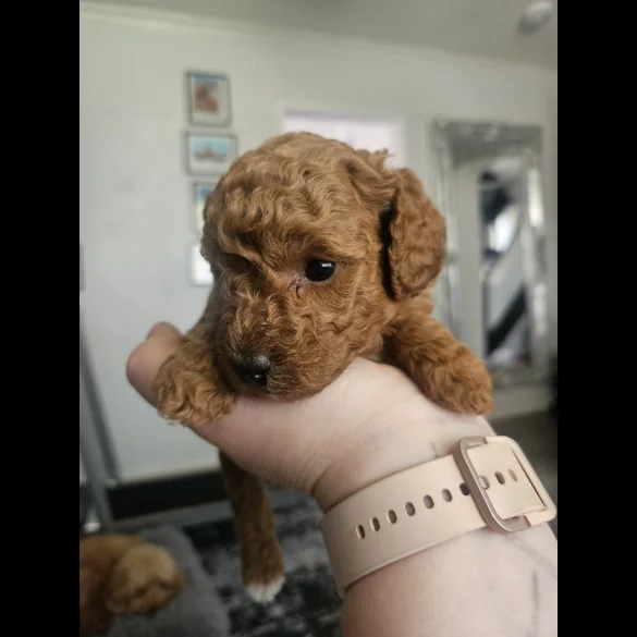 Cavapoo - Both
