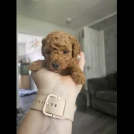 Cavapoo - Both