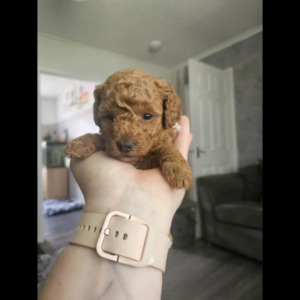 Cavapoo - Both