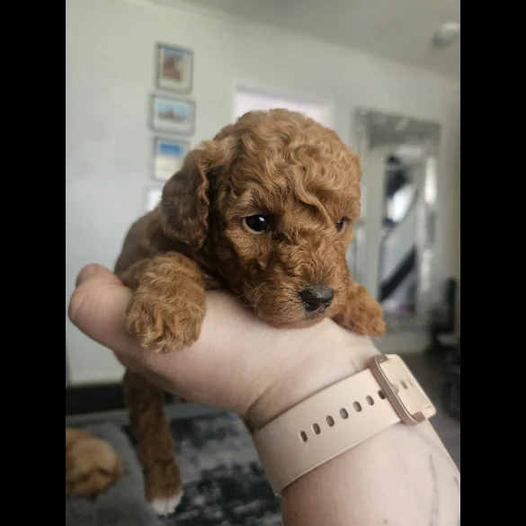 Cavapoo - Both