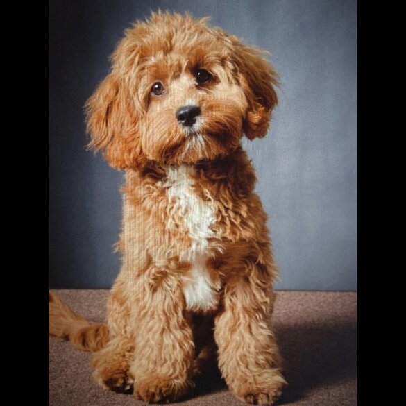 Cavapoo - Both