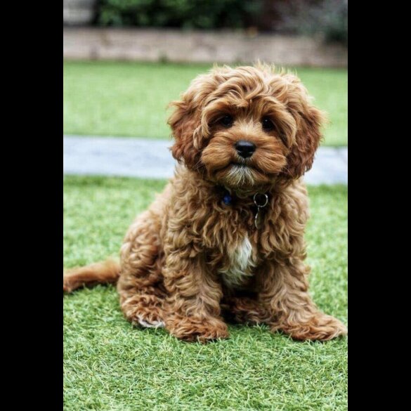 Cavapoo - Both