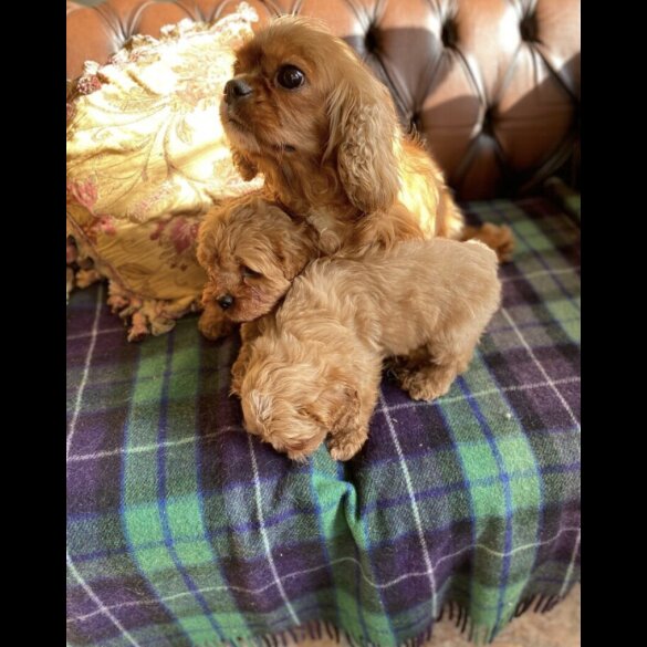 Cavapoo - Both