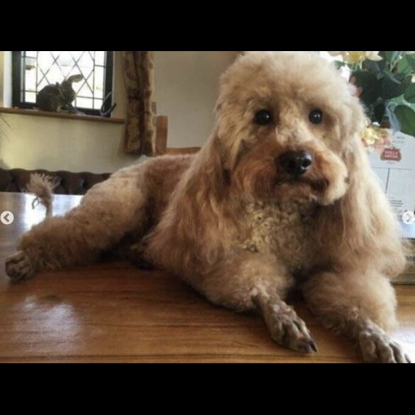 Cavapoo - Both