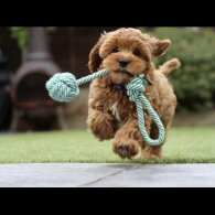 Cavapoo - Both