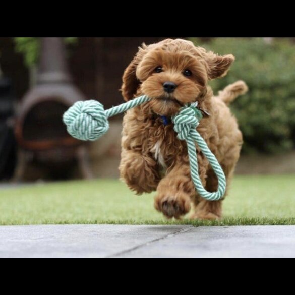 Cavapoo - Both