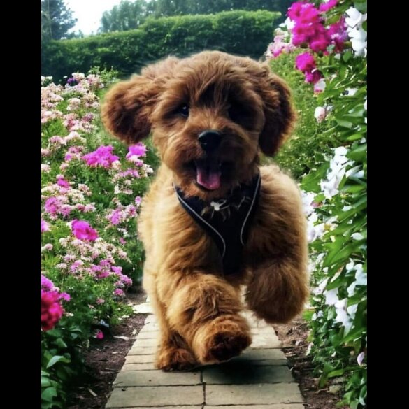 Cavapoo - Both