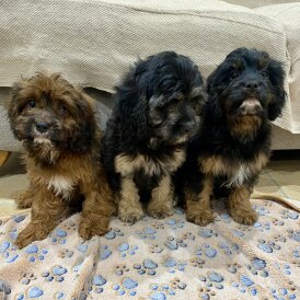 Cavapoo - Both