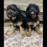 Cavapoo - Both