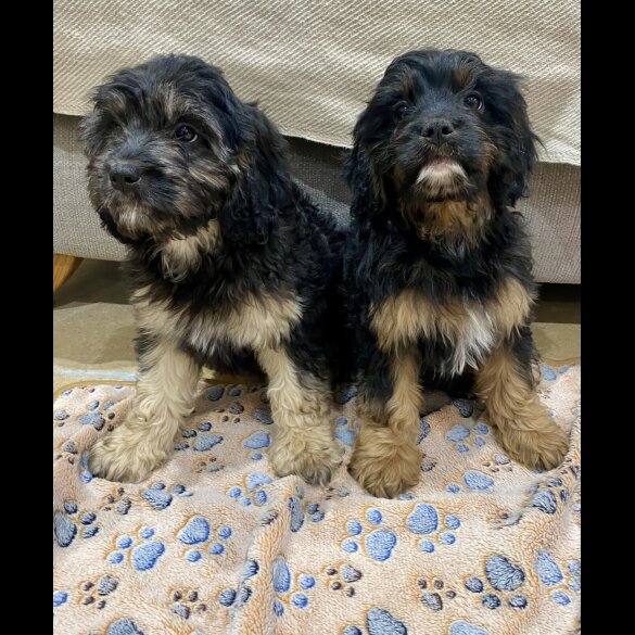 Cavapoo - Both