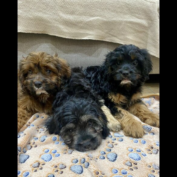 Cavapoo - Both