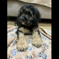 Cavapoo - Both
