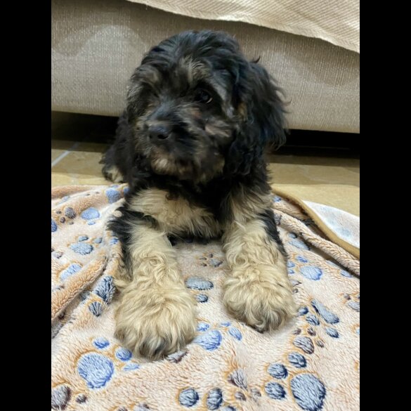 Cavapoo - Both