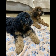 Cavapoo - Both