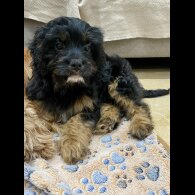 Cavapoo - Both
