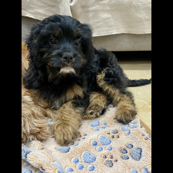 Cavapoo - Both