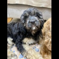 Cavapoo - Both