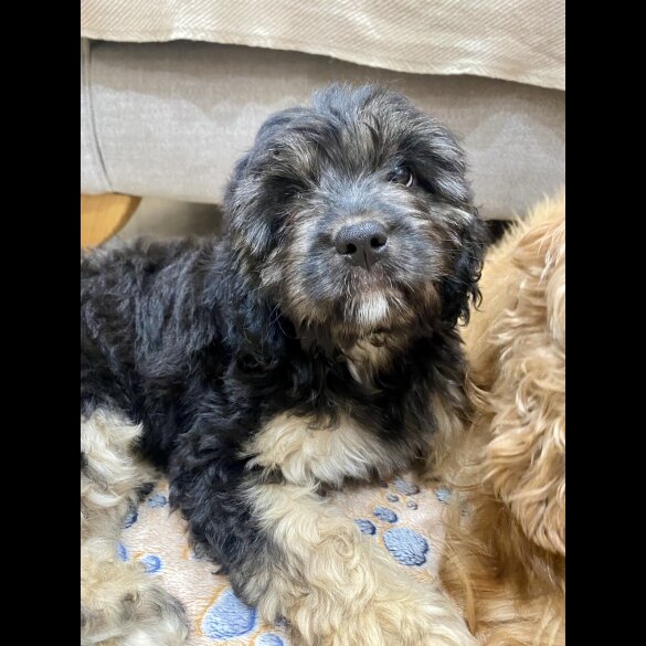 Cavapoo - Both