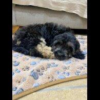 Cavapoo - Both