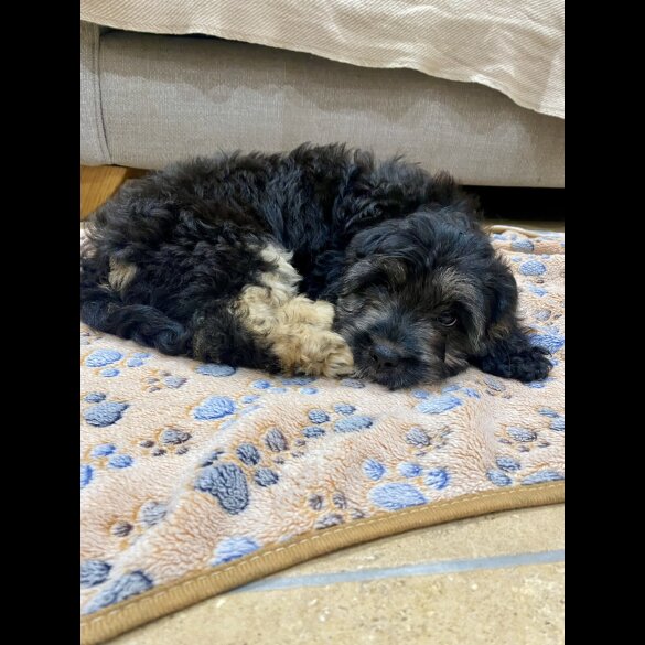 Cavapoo - Both