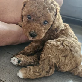 Cavapoo - Both