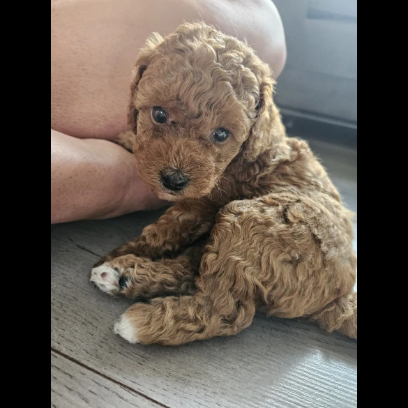 Cavapoo - Both