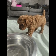 Cavapoo - Both