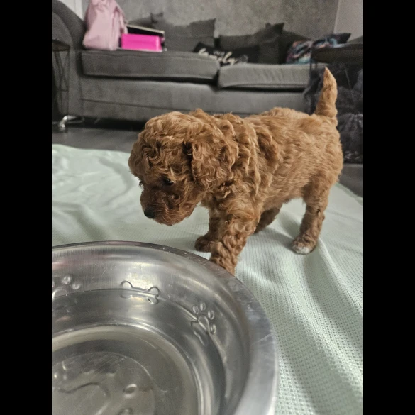 Cavapoo - Both
