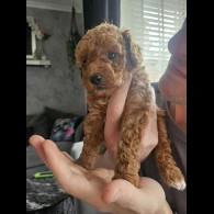Cavapoo - Both