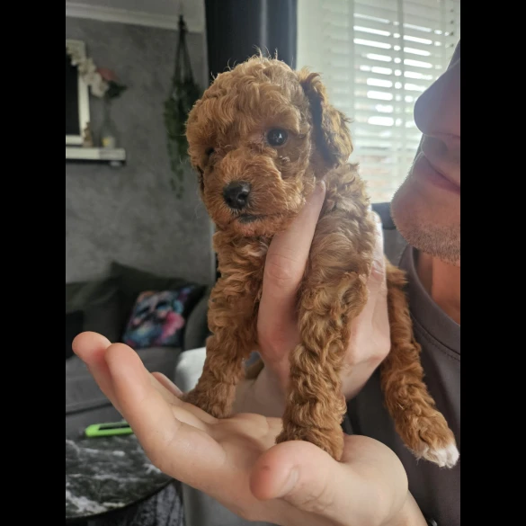 Cavapoo - Both
