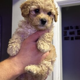 Cavapoo - Both