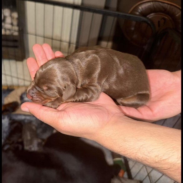 Doberman - Both