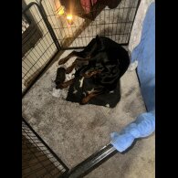Doberman - Both