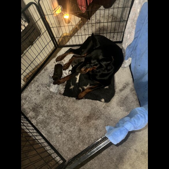 Doberman - Both