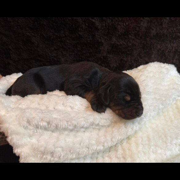 Doberman - Both