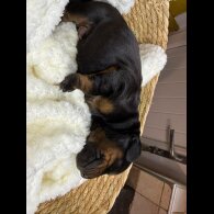 Doberman - Both