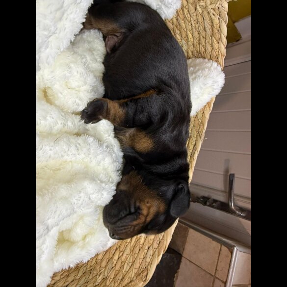 Doberman - Both