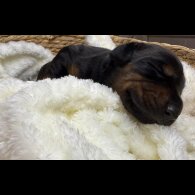 Doberman - Both