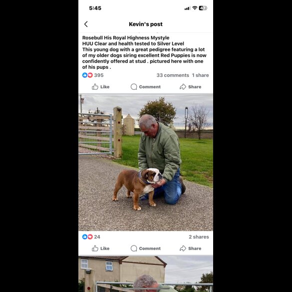 English Bulldog - Both