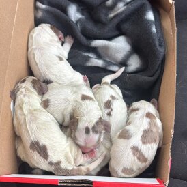 Cocker Spaniel (Working &amp; Show) - Both