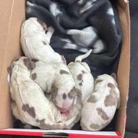 Cocker Spaniel (Working &amp; Show) - Both