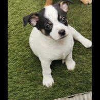 Chihuahua - Both