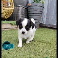 Chihuahua - Both