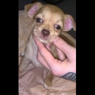 Chihuahua - Bitches