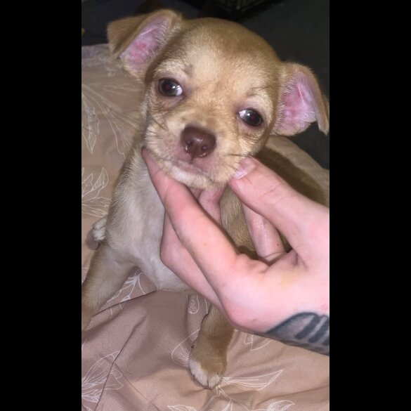 Chihuahua - Bitches
